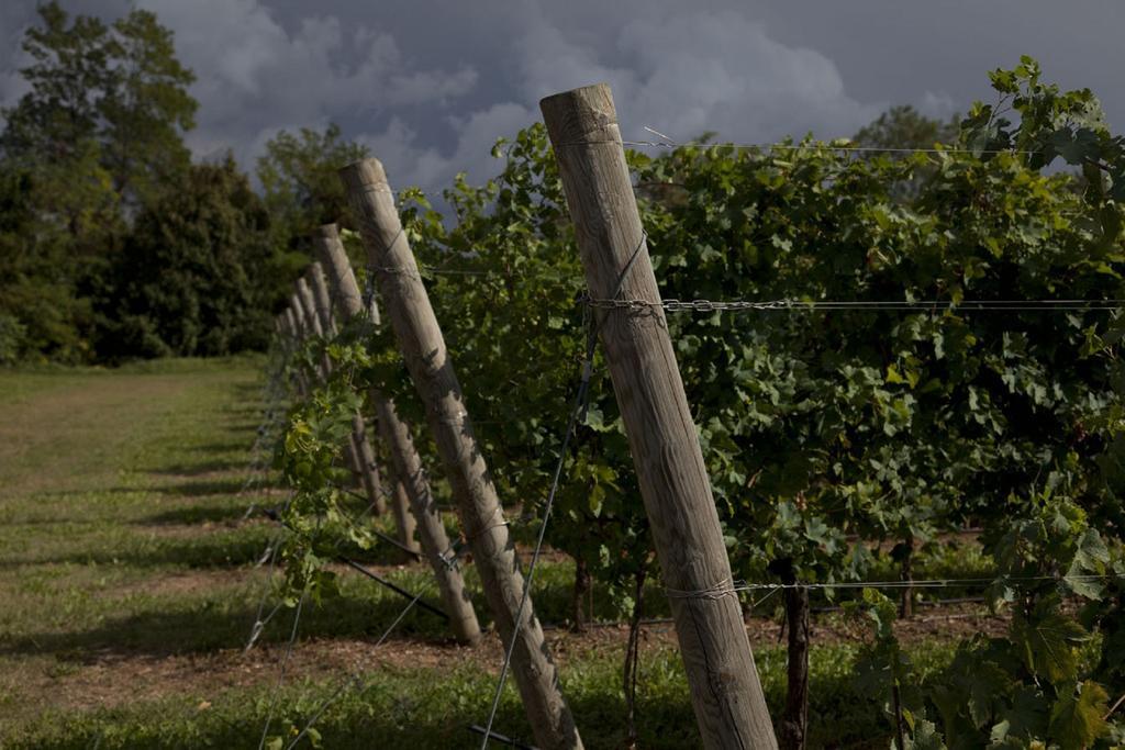 Vila Dimora Buglioni Wine Relais San Pietro in Cariano Exteriér fotografie