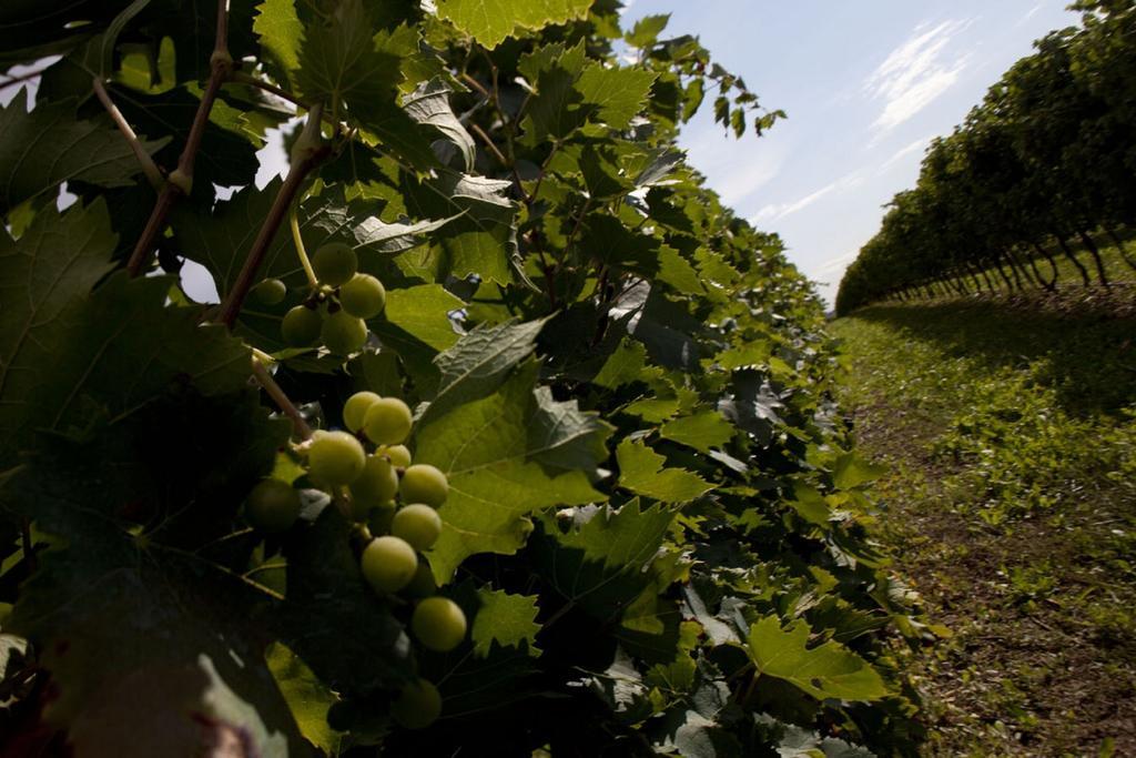 Vila Dimora Buglioni Wine Relais San Pietro in Cariano Exteriér fotografie