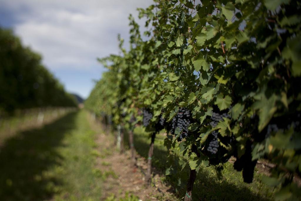 Vila Dimora Buglioni Wine Relais San Pietro in Cariano Exteriér fotografie